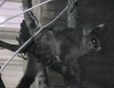 Kev's possum photo