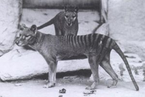 This photo is of a pair of Thylacines, a male and female, received from Dr. Goding in 1902.